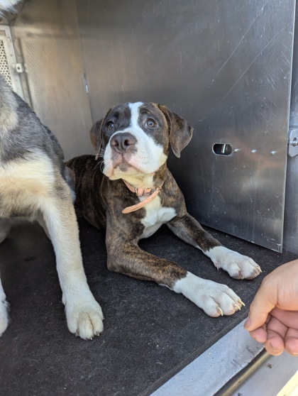 Shelter Stray Female Dog last seen Near Sycamore Ln., Roanoke, TX, 330 Rufe Snow Dr, Keller, TX 76248, USA