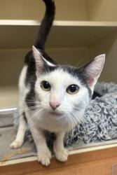 Shelter Stray Female Cat last seen Near N Williamsburg Dr Decatur, GA 30033, 30033, GA, 3280 Chamblee Dunwoody Rd, Chamblee, GA 30341, USA