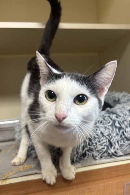 Shelter Stray Female Cat last seen Near N Williamsburg Dr Decatur, GA 30033, 30033, GA, 3280 Chamblee Dunwoody Rd, Chamblee, GA 30341, USA