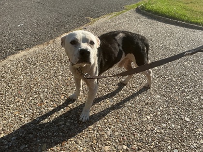 Shelter Stray Male Dog last seen Fairfield Ave., Caddo Parish, LA, 1500 Monty St, Shreveport, LA 71107, USA