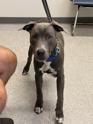 Shelter Stray Male Dog last seen shreveport barksdale, Caddo Parish, LA, 1500 Monty St, Shreveport, LA 71107, USA