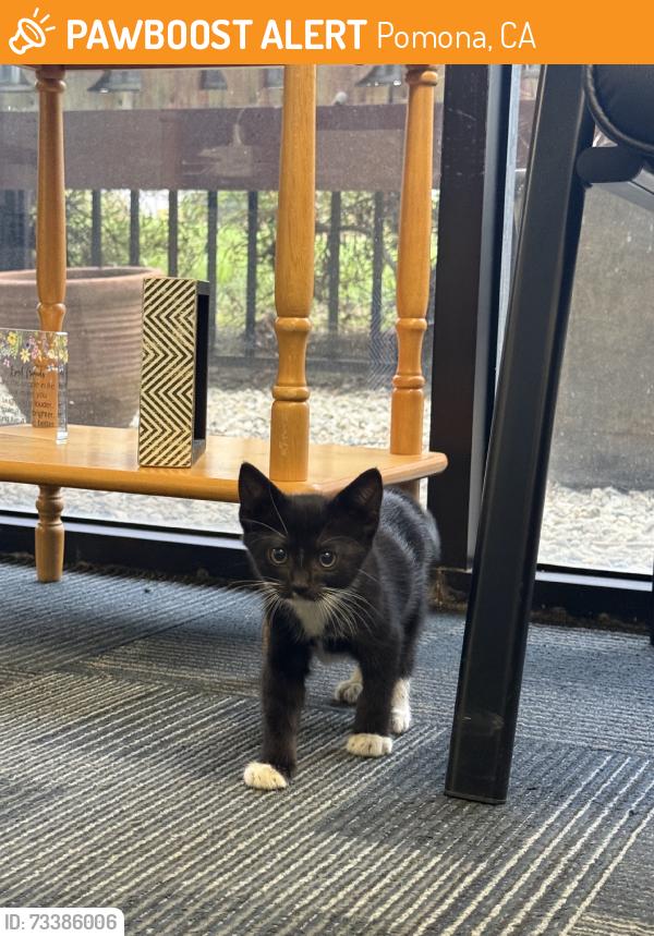 Found/Stray Female Cat last seen Pomona blvd, Pomona, CA 91799