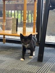 Found/Stray Female Cat last seen Pomona blvd, Pomona, CA 91799