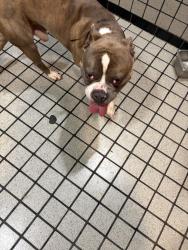 Found/Stray Male Dog last seen Hoover, Grove City, OH 43123