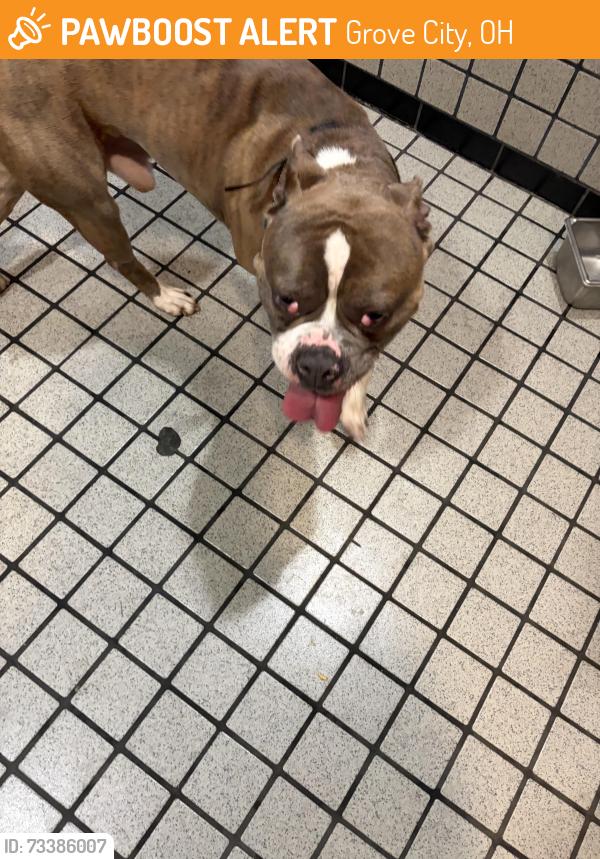 Found/Stray Male Dog last seen Hoover, Grove City, OH 43123