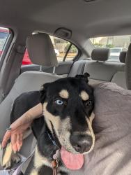 Found/Stray Male Dog last seen Point Northwest blvd and Heatherbank Dr., Houston, TX 77095