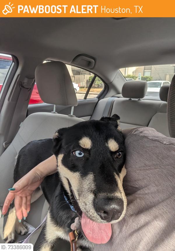 Found/Stray Male Dog last seen Point Northwest blvd and Heatherbank Dr., Houston, TX 77095