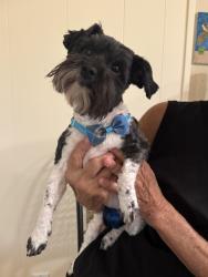 Found/Stray Male Dog last seen Bolles School, Jacksonville, FL 32207