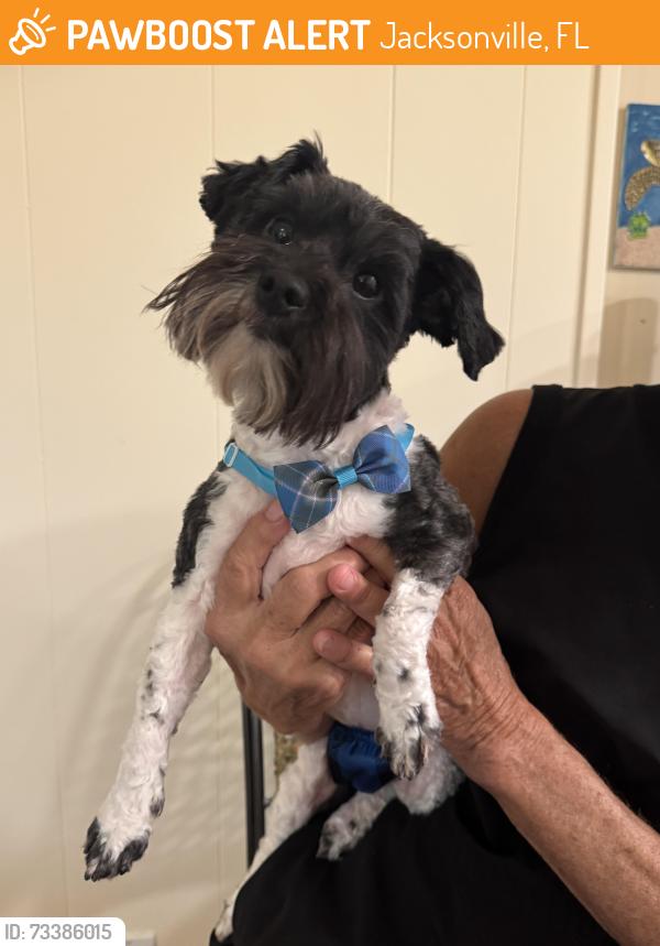 Found/Stray Male Dog last seen Bolles School, Jacksonville, FL 32207
