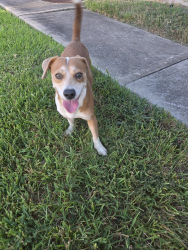 Found/Stray Male Dog last seen Cypress Landing Neighborhood, Houston, TX 77429