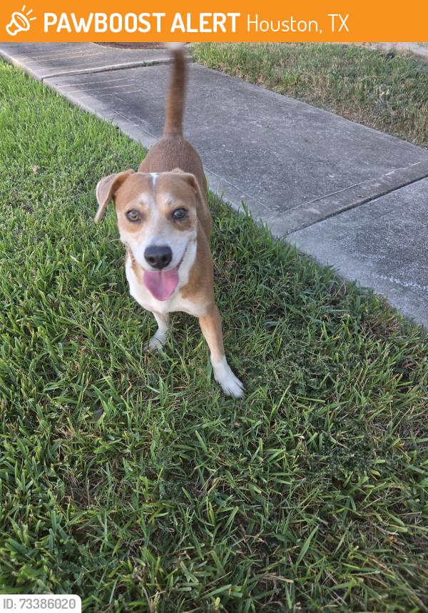 Found/Stray Male Dog last seen Cypress Landing Neighborhood, Houston, TX 77429