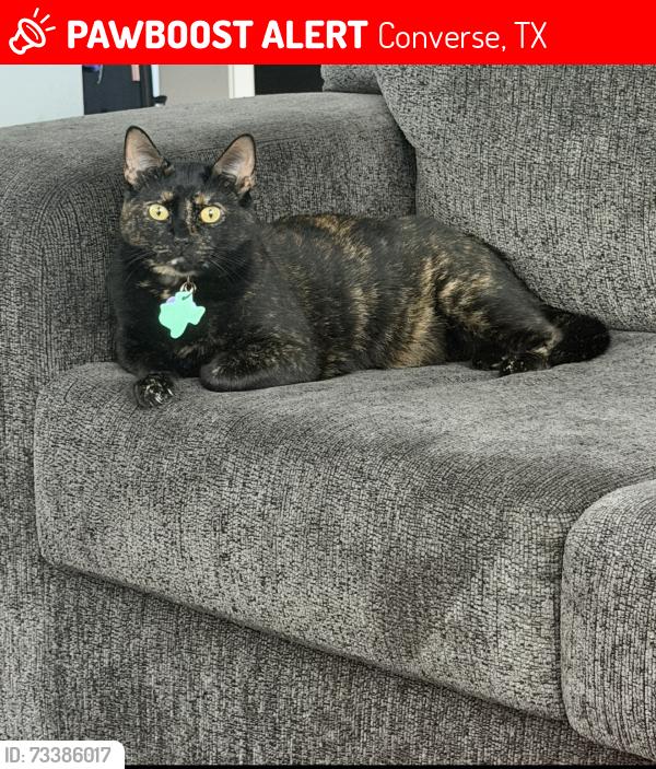 Lost Female Cat last seen Near Comanche pass, Converse, TX 78109