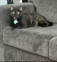 Lost Female Cat last seen Near Comanche pass, Converse, TX 78109