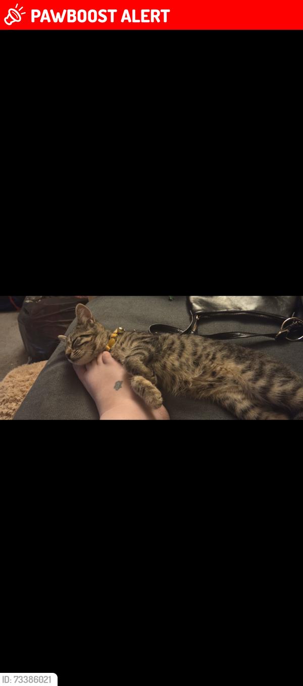 Lost Female Cat last seen Potions park, Dorset, England BH31 6TX