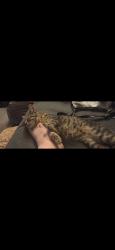 Lost Female Cat last seen Potions park, Dorset, England BH31 6TX