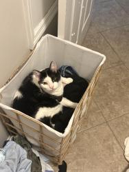 Lost Male Cat last seen Collier Parkway, Land O' Lakes, FL 34639