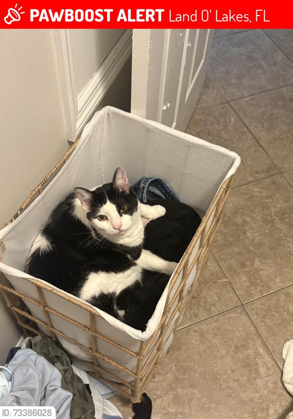 Lost Male Cat last seen Collier Parkway, Land O' Lakes, FL 34639