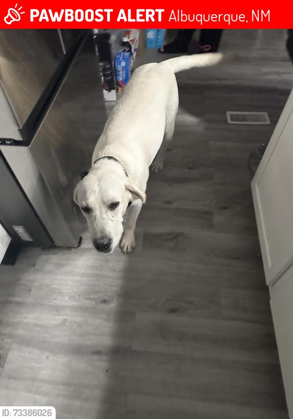 Lost Male Dog last seen Fentiman and Glenn Rd, Albuquerque, NM 87105