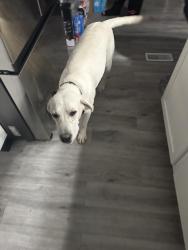 Lost Male Dog last seen Fentiman and Glenn Rd, Albuquerque, NM 87105