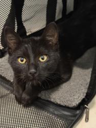 Found/Stray Female Cat last seen Rollins Road, Burlingame, CA 94010