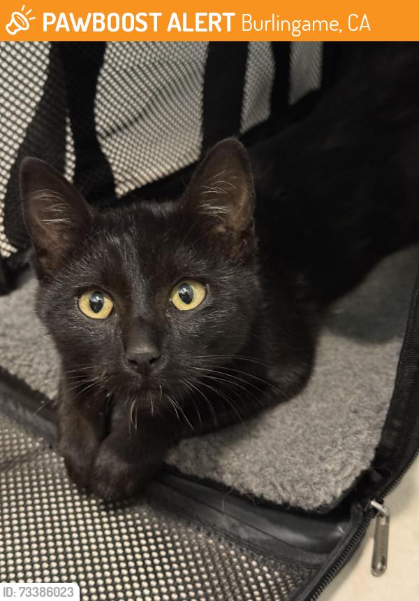 Found/Stray Female Cat last seen Rollins Road, Burlingame, CA 94010