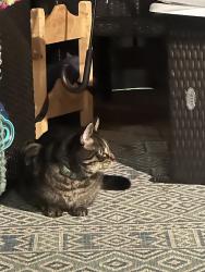Found/Stray Unknown Cat last seen Waconia, Waconia, MN 55387