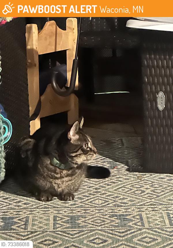 Found/Stray Unknown Cat last seen Waconia, Waconia, MN 55387
