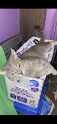 Lost Female Cat last seen Planet Fitness area, Hendersonville, NC 28792