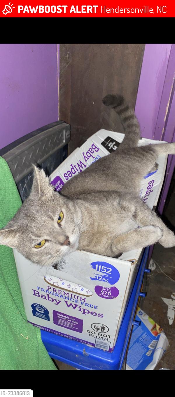 Lost Female Cat last seen Planet Fitness area, Hendersonville, NC 28792