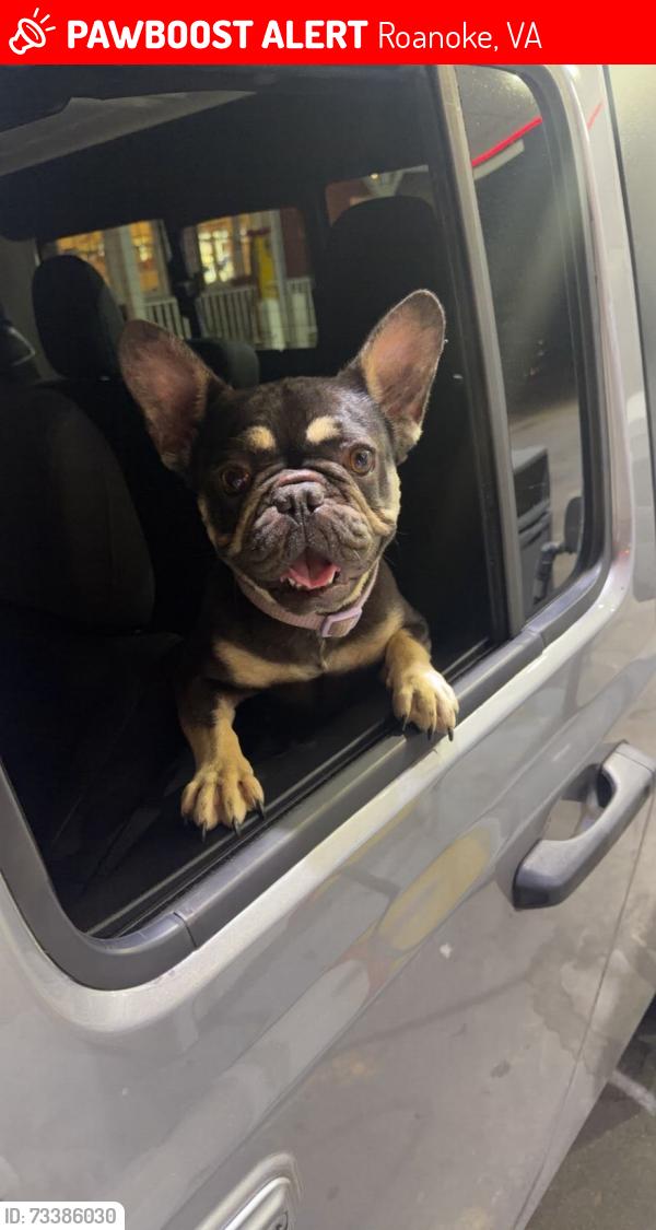Lost Female Dog last seen Near kings chase, Roanoke, VA 24018