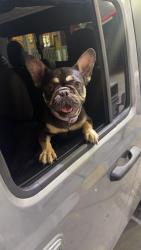 Lost Female Dog last seen Near kings chase, Roanoke, VA 24018
