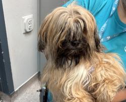 Shelter Stray Female Dog last seen unknown, BRONX, NY, 10466, 326 E 110th St, New York, NY 10029, USA
