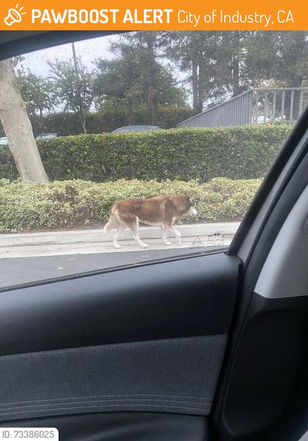 Found/Stray Unknown Dog last seen Capitol Ave., City of Industry, CA 90601