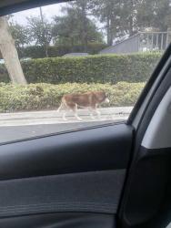 Found/Stray Unknown Dog last seen Capitol Ave., City of Industry, CA 90601
