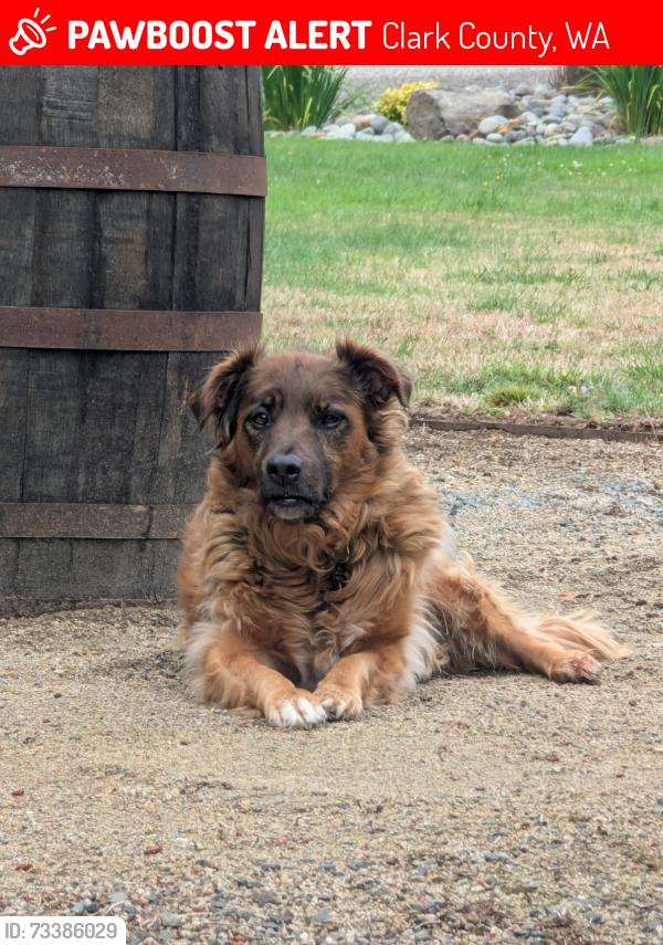 Lost Female Dog last seen Gabriel road, Clark County, WA 98604