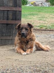 Lost Female Dog last seen Gabriel road, Clark County, WA 98604
