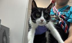 Shelter Stray Female Cat last seen unknown, BRONX, NY, 10466, 326 E 110th St, New York, NY 10029, USA