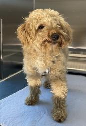 Shelter Stray Male Dog last seen Near Eleven Mile Road, Farmington Hills, MI, 48336, 1200 N Telegraph Building 42E, Pontiac, MI 48340, USA