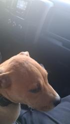 Lost Male Dog last seen Taco bell plaza, Glendale, AZ 85302