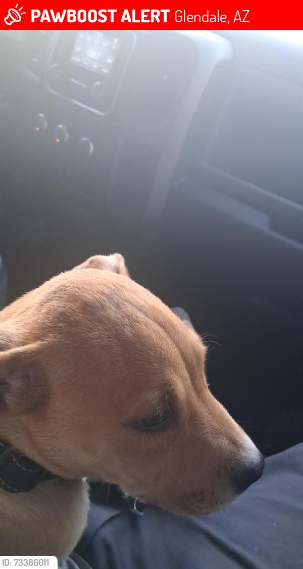 Lost Male Dog last seen Taco bell plaza, Glendale, AZ 85302