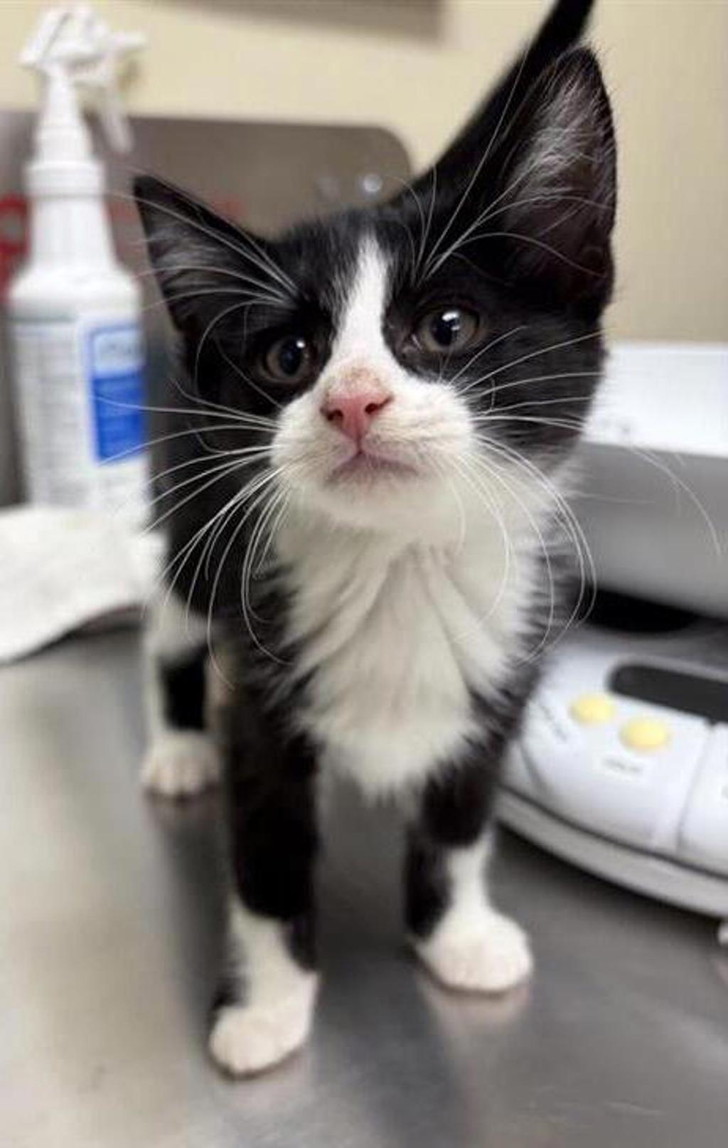 Shelter Stray Male Cat last seen Near 1st Avenue NW, GREAT FALLS, MT, 59405, 1010 25th Ave NE, Great Falls, MT 59404, USA