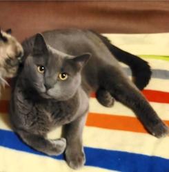 Lost Male Cat last seen Plum, Harlan, IN 46743