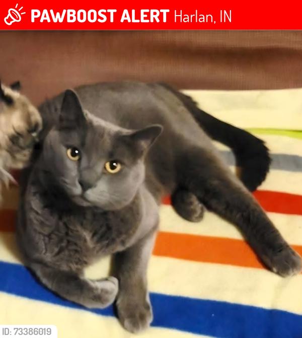 Lost Male Cat last seen Plum, Harlan, IN 46743