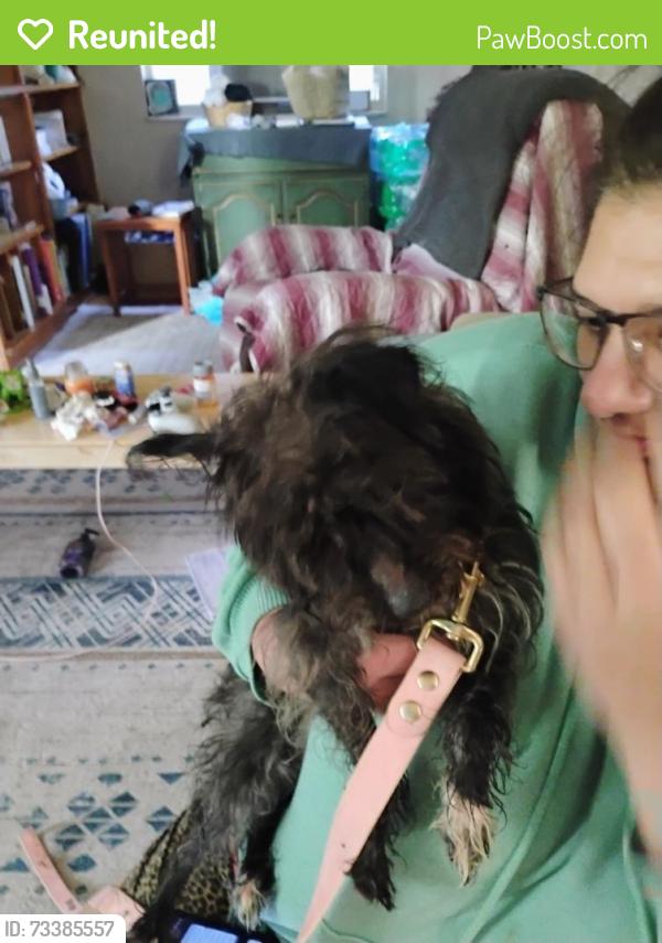 Reunited Unknown Dog last seen Lougeay, Pittsburgh, PA 15235