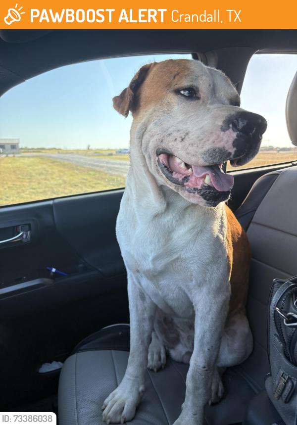 Found/Stray Male Dog last seen Lays Under my car but disappears at night., Crandall, TX 75114