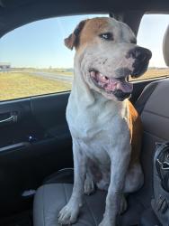Found/Stray Male Dog last seen Lays Under my car but disappears at night., Crandall, TX 75114