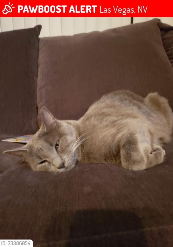 Lost Female Cat last seen Near animal hosp, Las Vegas, NV 89115