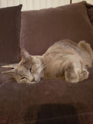 Lost Female Cat last seen Near animal hosp, Las Vegas, NV 89115