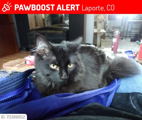 Lost Female Cat last seen The forks, Laporte, CO 80535