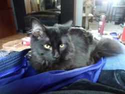 Lost Female Cat last seen The forks, Laporte, CO 80535